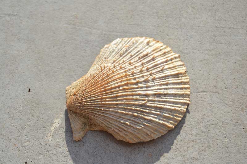 bivalve emiliano 10